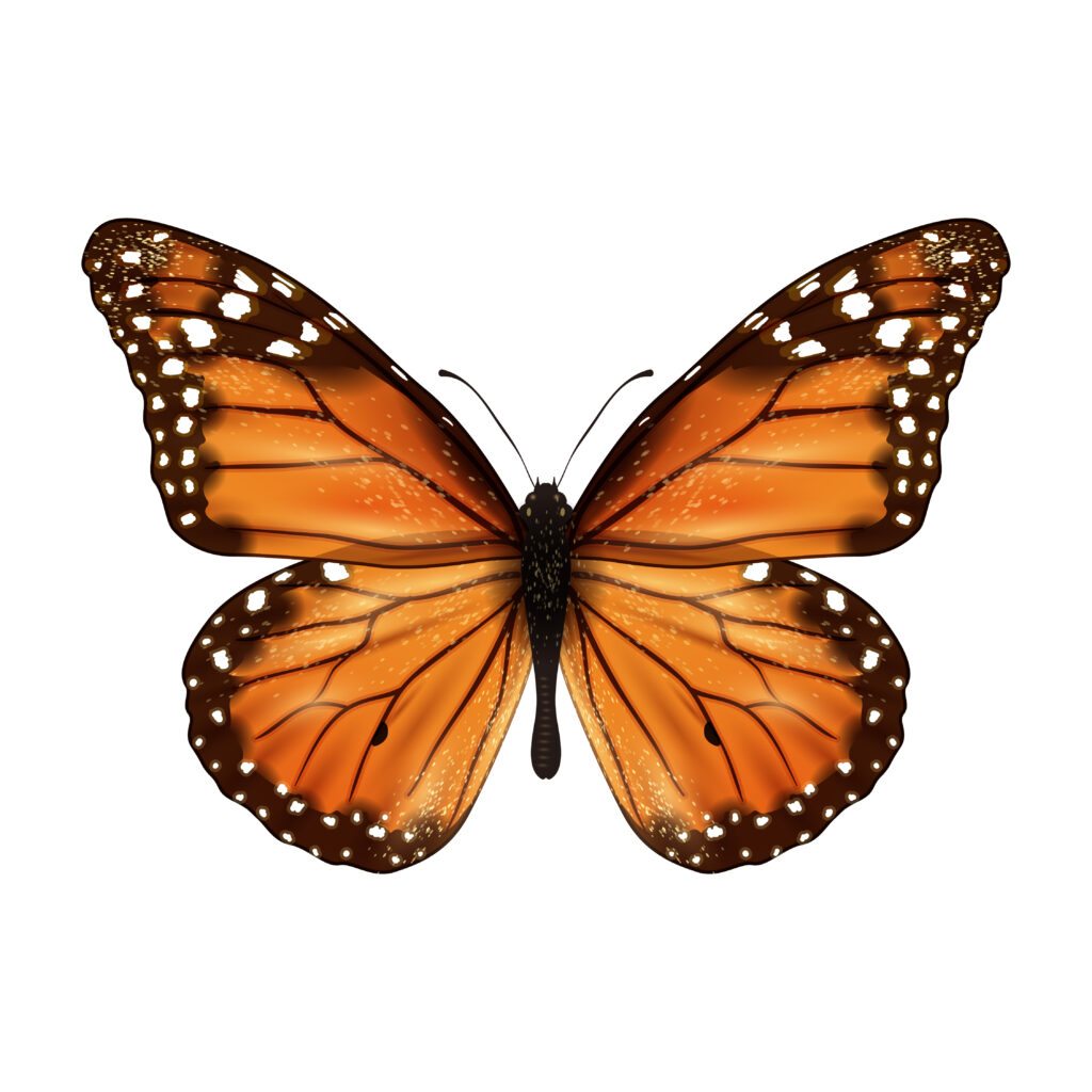 Significado de Borboleta Marrom Dentro do Quarto