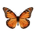 Significado de Borboleta Marrom Dentro do Quarto