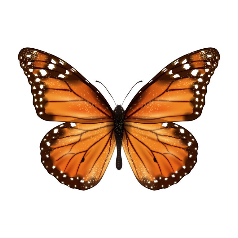 Significado de Borboleta Marrom Dentro do Quarto