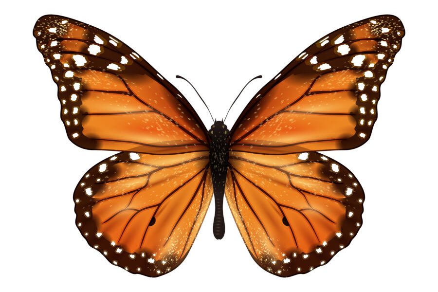 Significado de Borboleta Marrom Dentro do Quarto