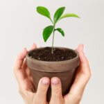 Sic Parvis Magna Tradução: Significado, História e Impacto