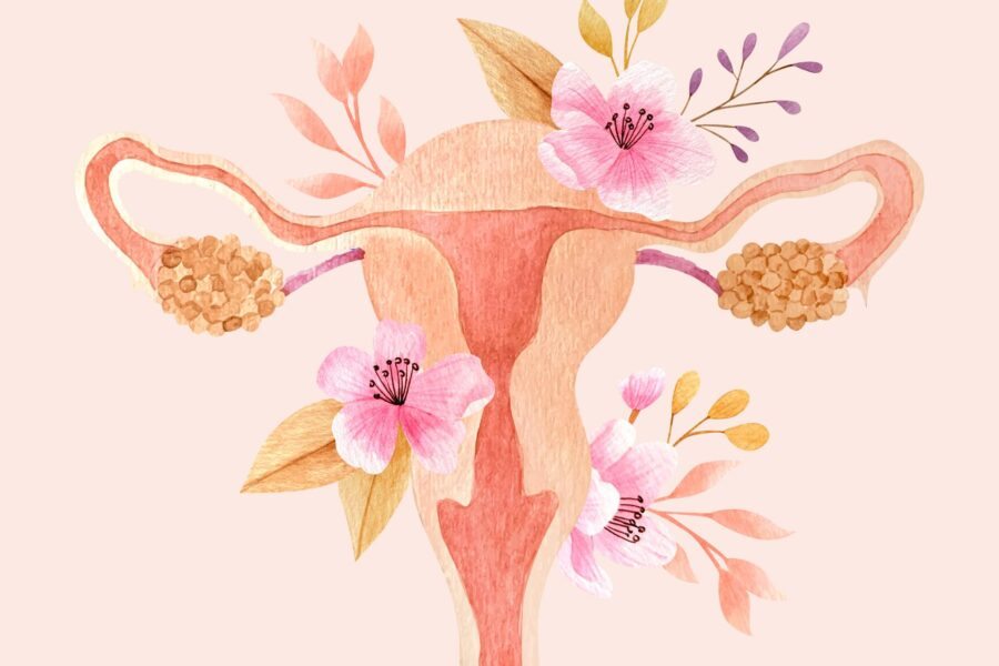 Qual o valor de um útero? Preço, procedimentos e aspectos legais