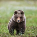 O que significa sonhar com urso? Entenda todos os detalhes