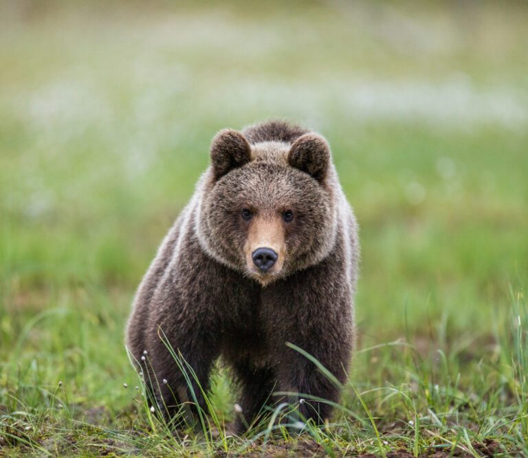 O que significa sonhar com urso? Entenda todos os detalhes