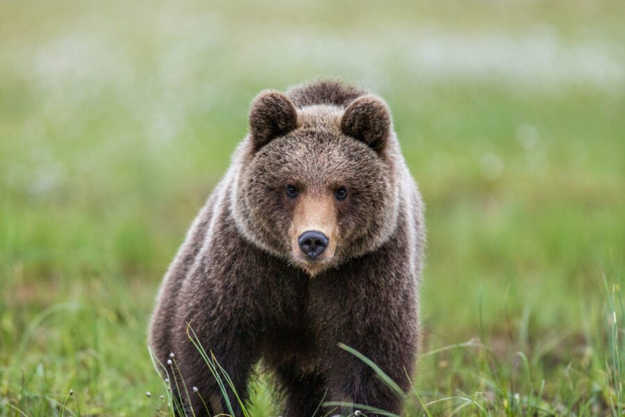 O que significa sonhar com urso? Entenda todos os detalhes
